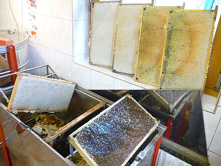 Il miele nei favi pieni deve essere disopercolato.