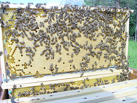 Bellissimo favo pieno