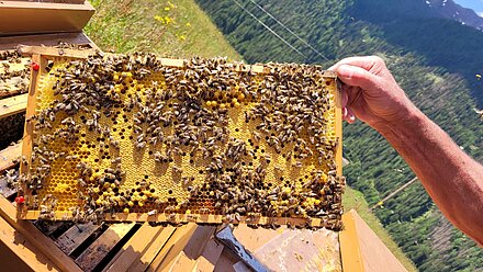 Il ciclo riproduttivo in breve