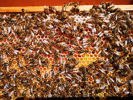 Miele appena registrato