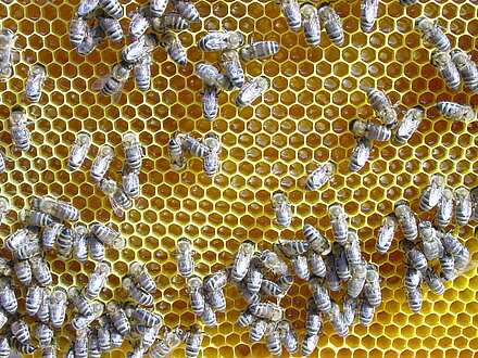 Il nettare viene lavorato