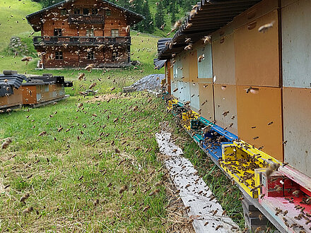 Volo tradizionale sull'Unterstalleralm