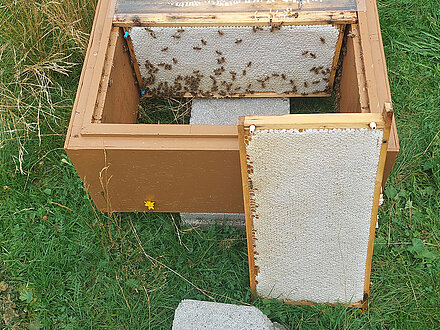 Favo pronto per essere centrifugato